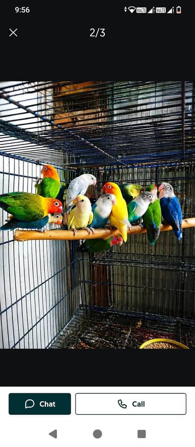 love birds