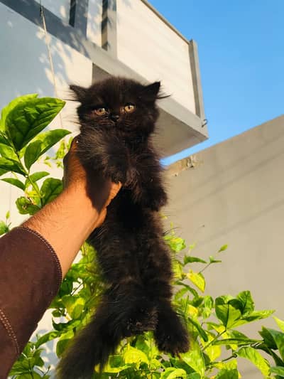 Black quality kitten available 55 days