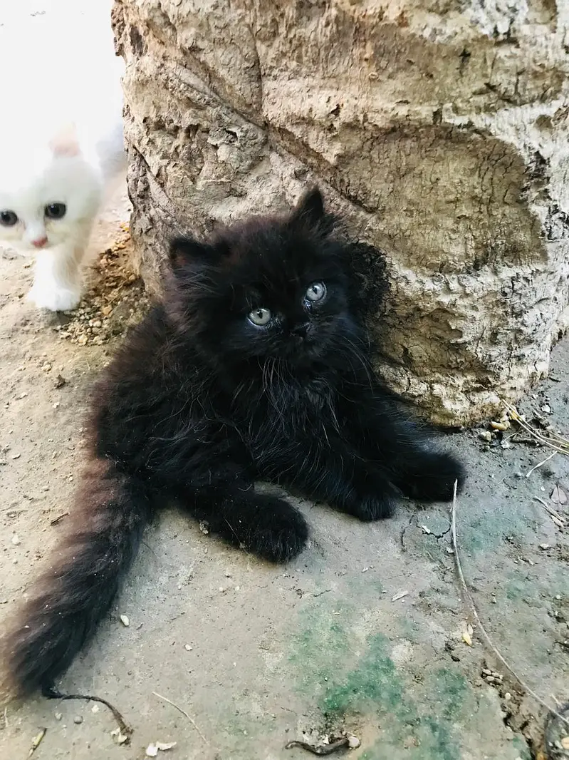 Black quality kitten available 55 days — photo 2