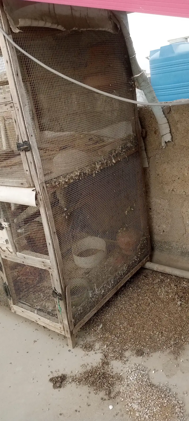 Cage sale 2by 2by 2 size hai dual jali lagaiwe hai — photo 2