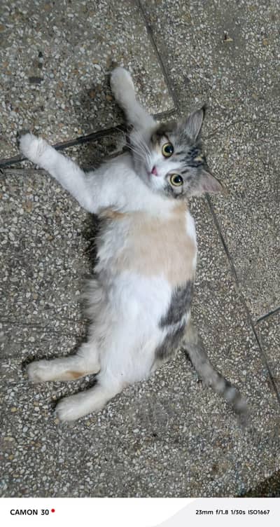 persian cat for sale.