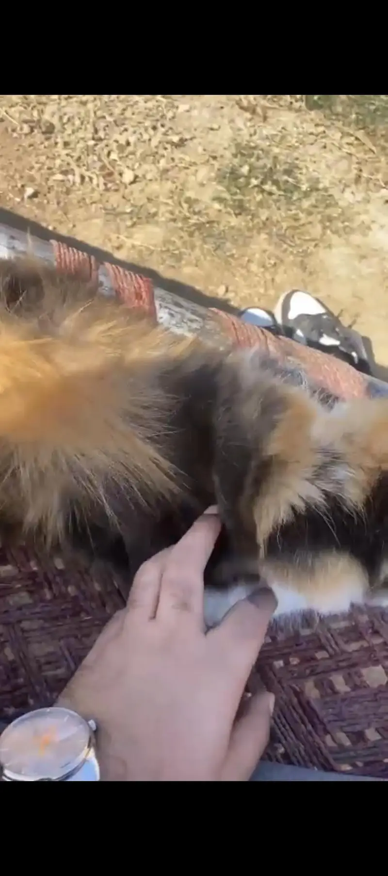 persian cat for sale. — photo 2