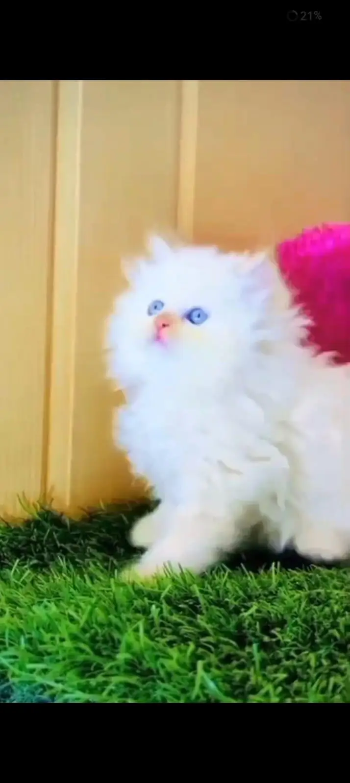 Persian cat 3 coated 5 phase vaccinated delivery all Pakistan — photo 3