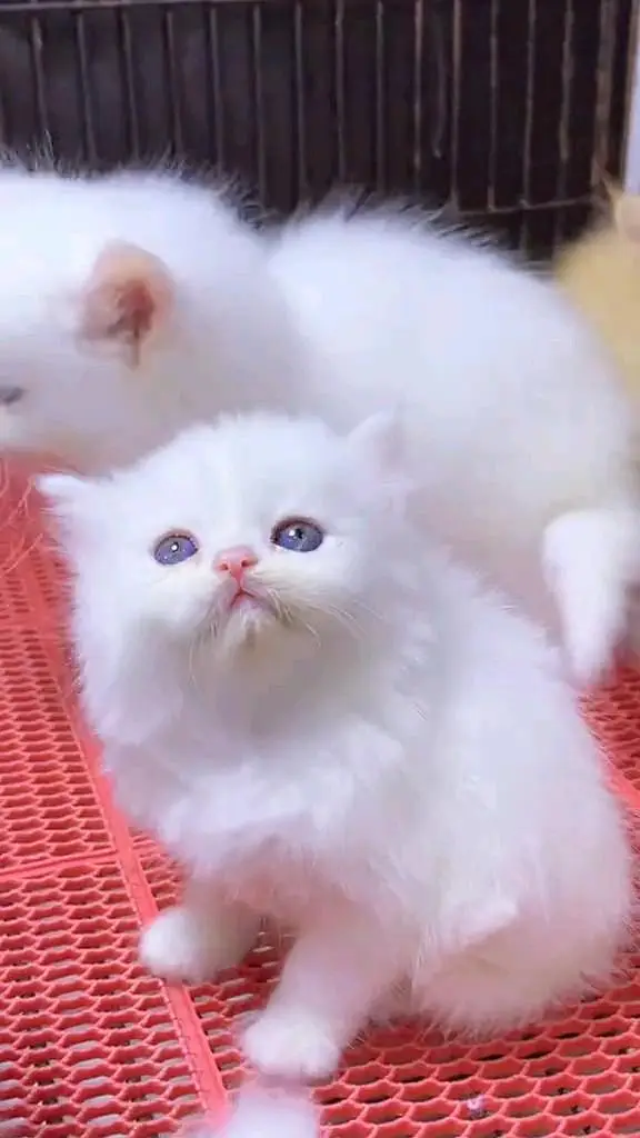 Persian cat 3 coated 5 phase vaccinated delivery all Pakistan — photo 6