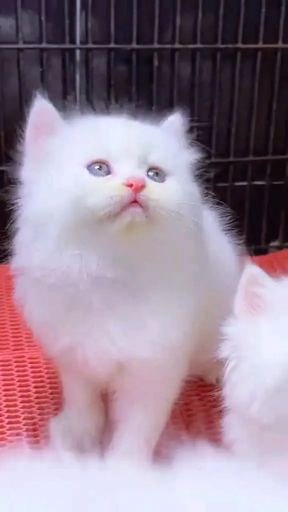 Persian cat 3 coated 5 phase vaccinated delivery all Pakistan — photo 7