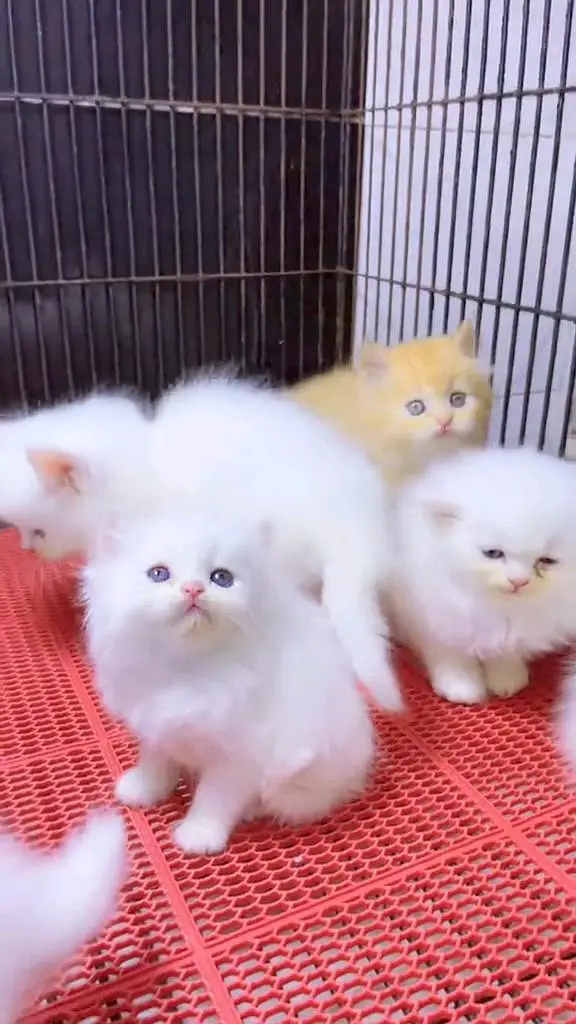 Persian cat 3 coated 5 phase vaccinated delivery all Pakistan — photo 8