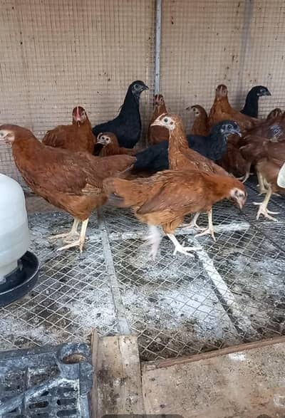Australorp, Australop ,Rir chicks