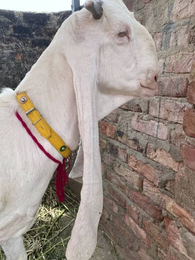 Pure Gulabi Bakri