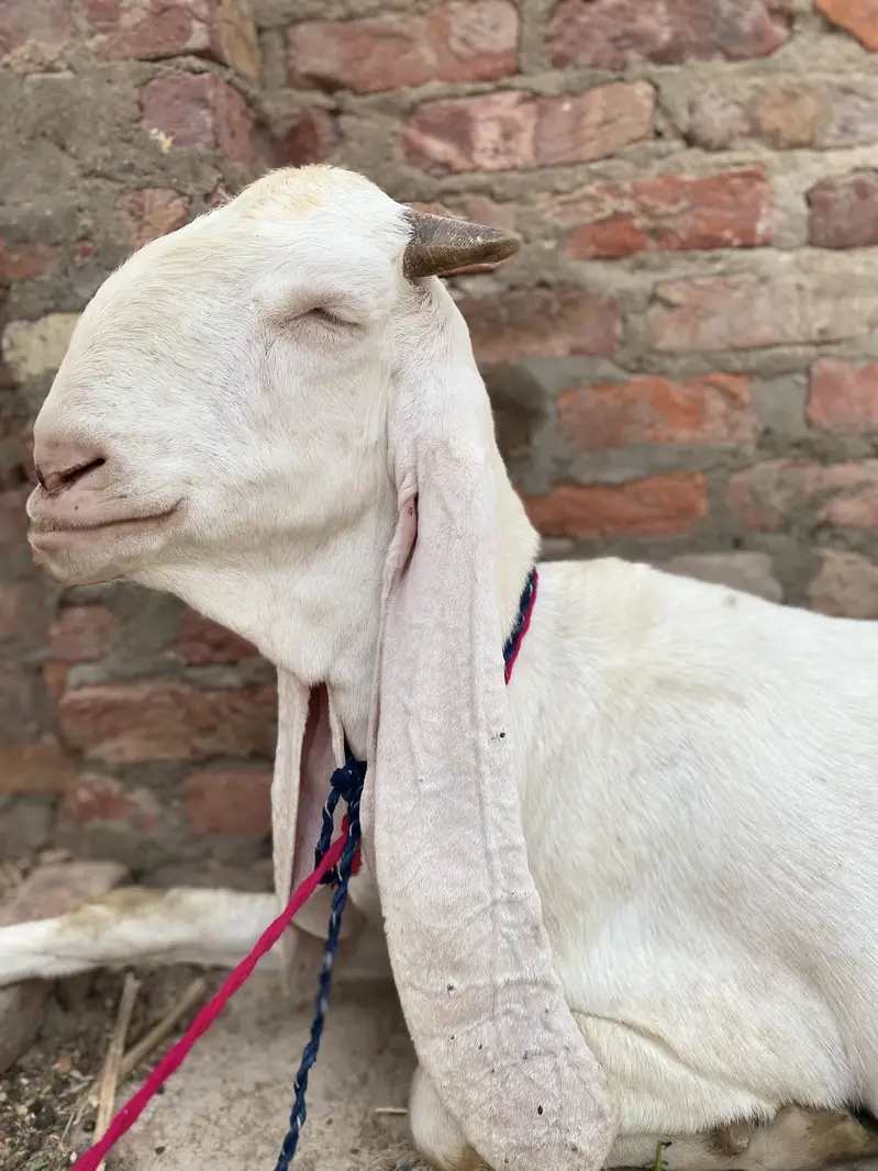 Pure Gulabi Bakri — photo 2