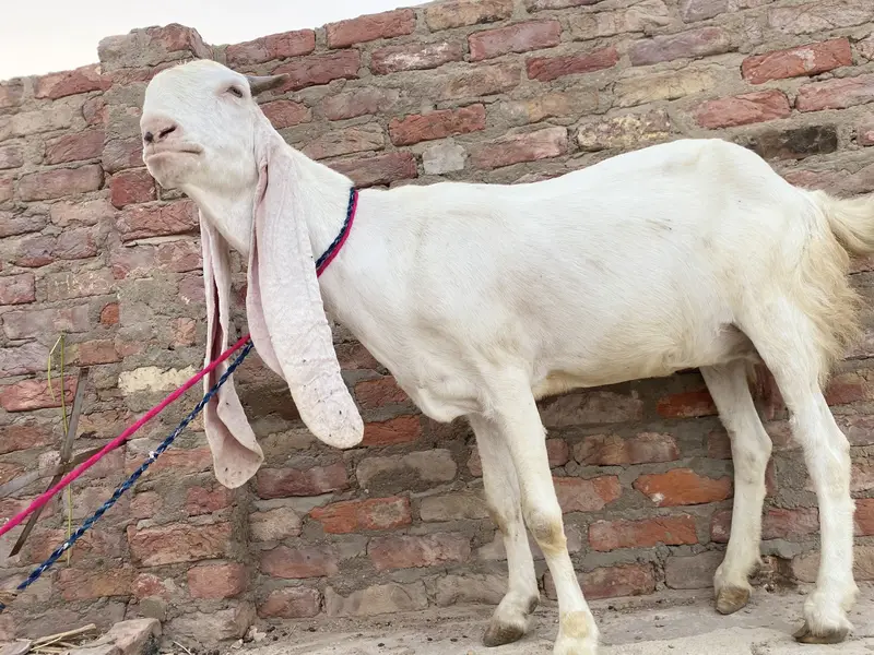 Pure Gulabi Bakri — photo 3
