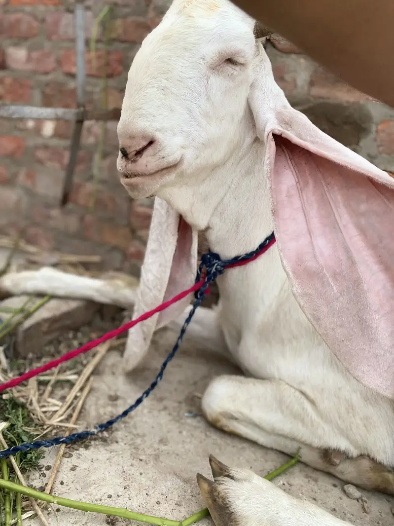 Pure Gulabi Bakri — photo 4