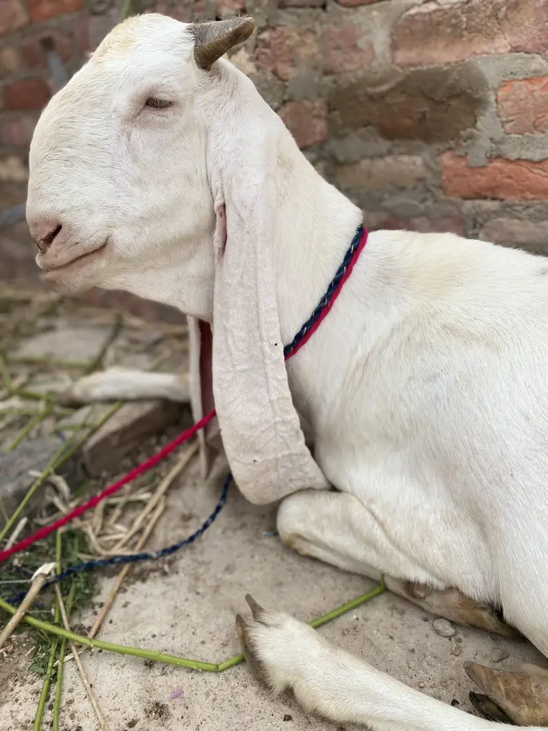 Pure Gulabi Bakri — photo 5