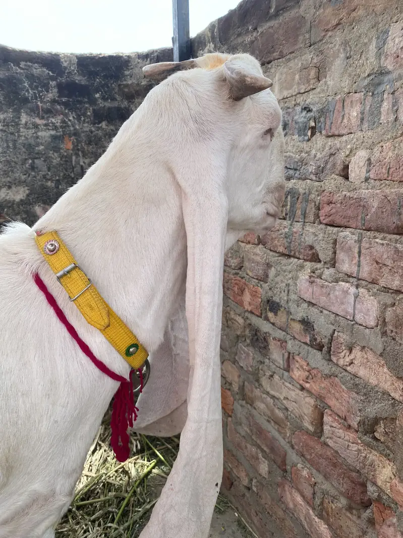 Pure Gulabi Bakri — photo 6