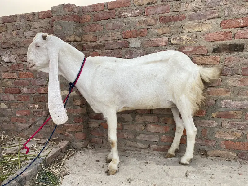 Pure Gulabi Bakri — photo 7