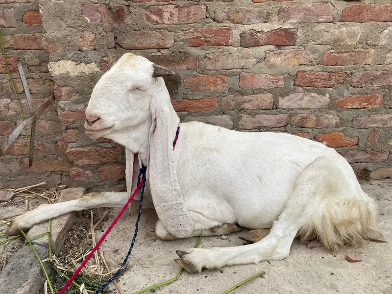Pure Gulabi Bakri — photo 8