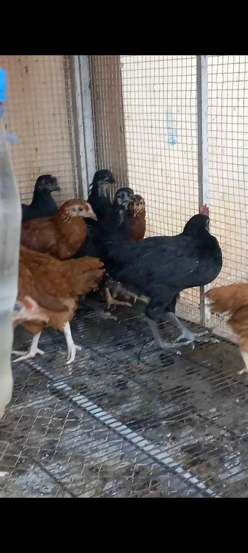 Australorp, Australop, Rir chicks — photo 2