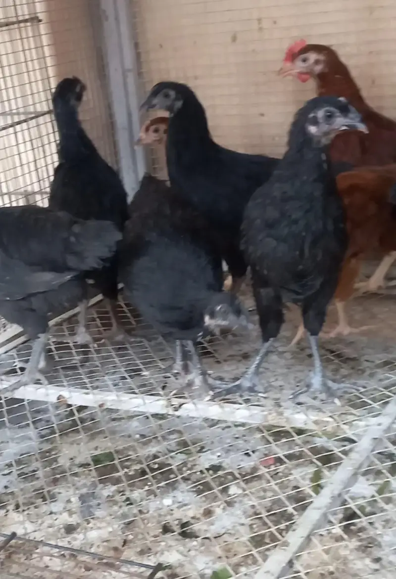 Australorp, Australop, Rir chicks — photo 3