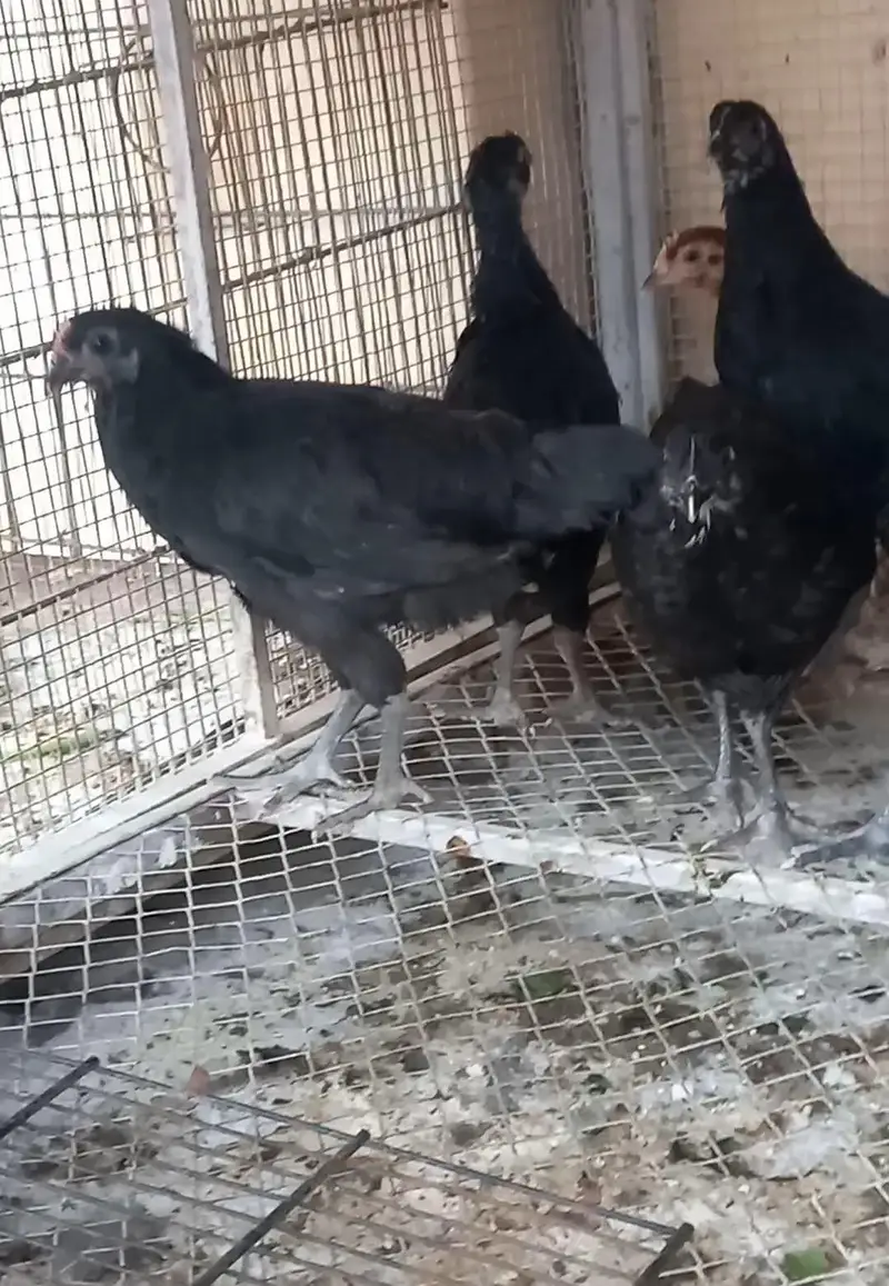 Australorp, Australop, Rir chicks — photo 4