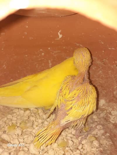 Budgie Chick and pathay