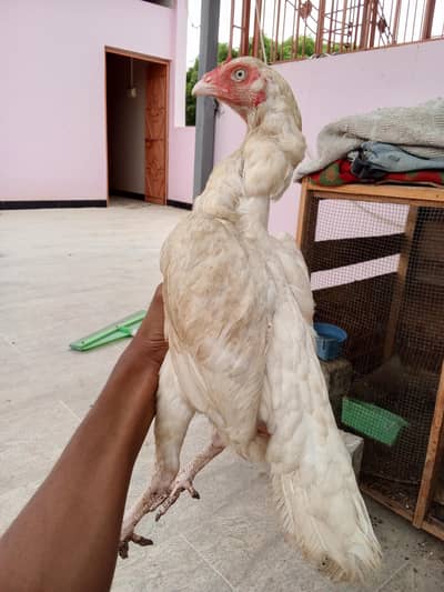 high quality Heera two female and one male