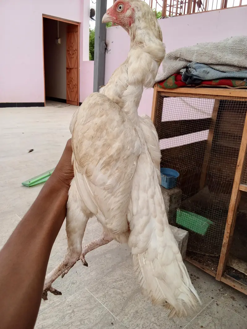 high quality Heera two female and one male — photo 2