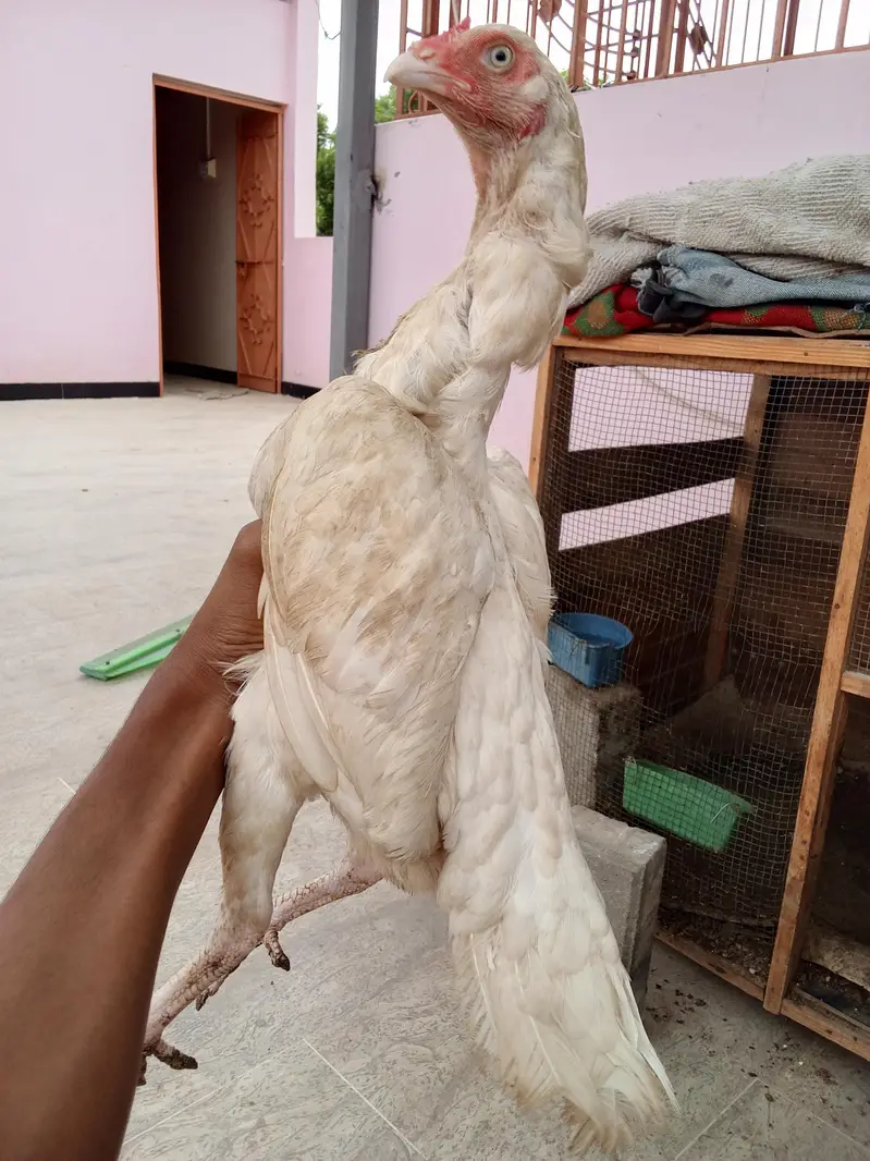 high quality Heera two female and one male — photo 3