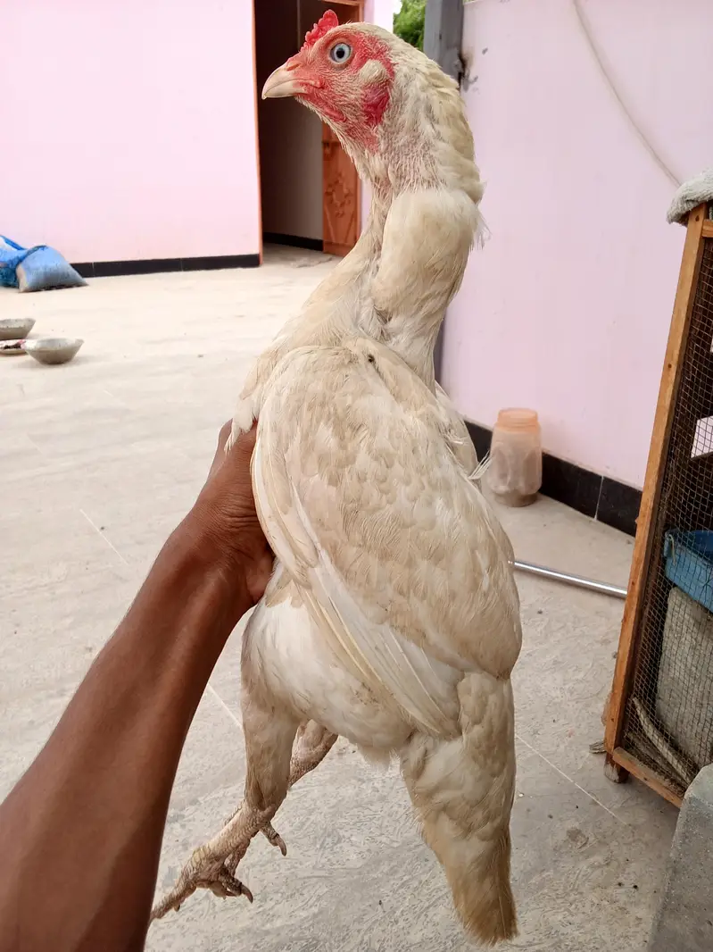 high quality Heera two female and one male — photo 4