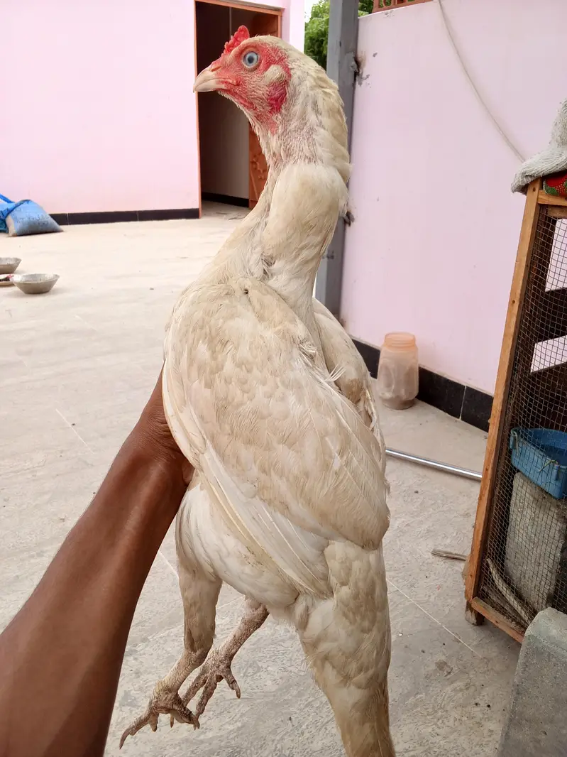 high quality Heera two female and one male — photo 5