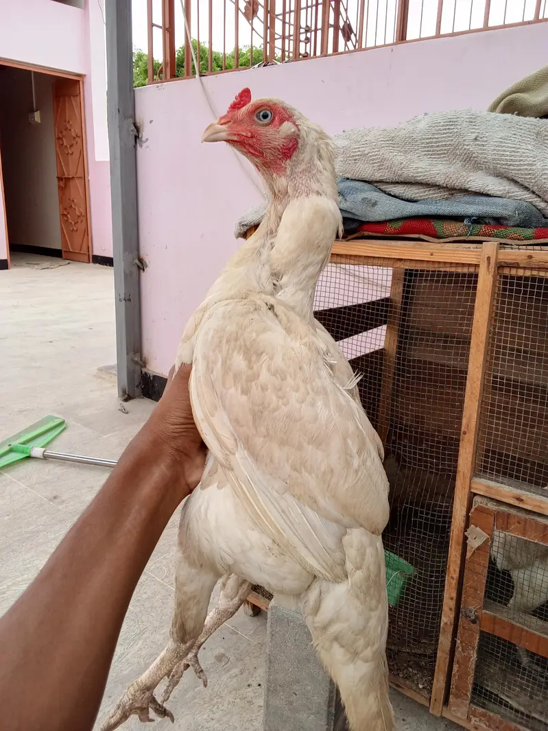 high quality Heera two female and one male — photo 6