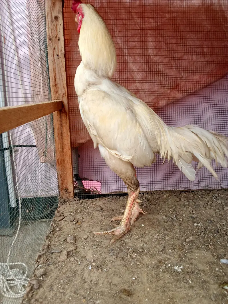 high quality Heera two female and one male — photo 7