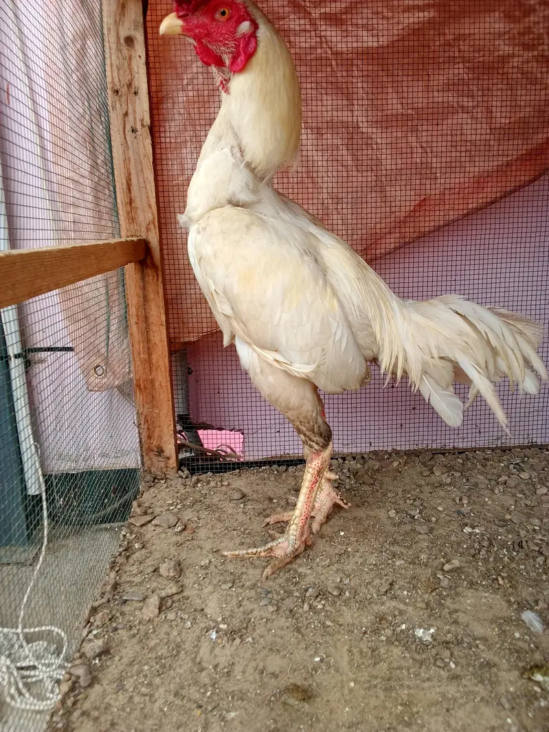 high quality Heera two female and one male — photo 8