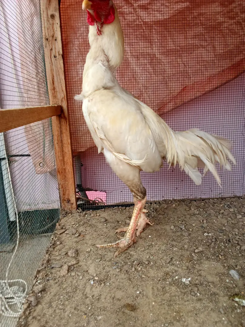 high quality Heera two female and one male — photo 9