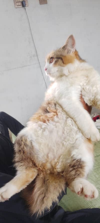Persian cat  female sale or Exchange
