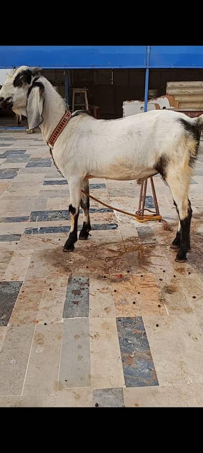 Ando Bakra For Urgent Sale