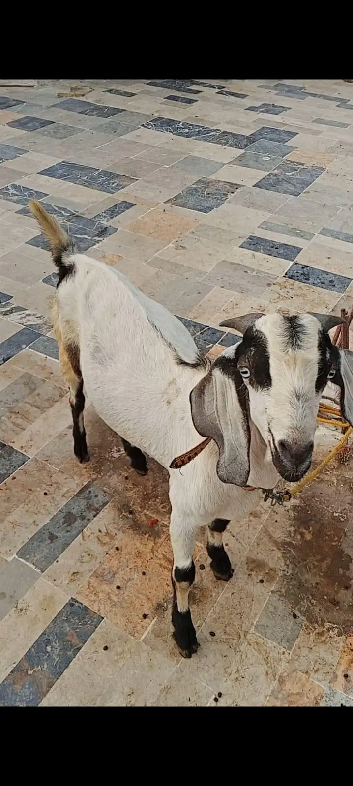 Ando Bakra For Urgent Sale — photo 2