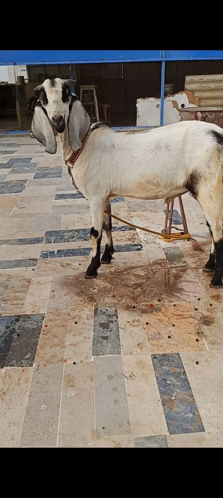 Ando Bakra For Urgent Sale — photo 3