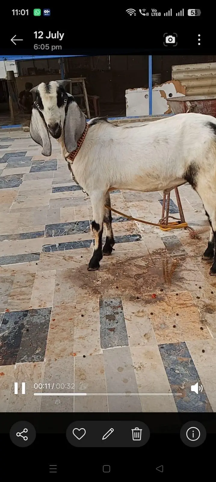Ando Bakra For Urgent Sale — photo 4