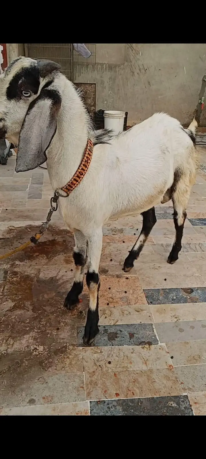 Ando Bakra For Urgent Sale — photo 5