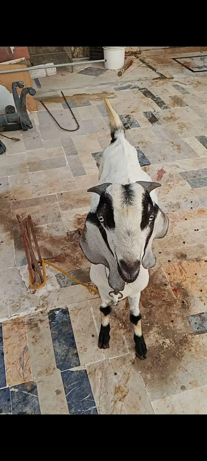 Ando Bakra For Urgent Sale — photo 6