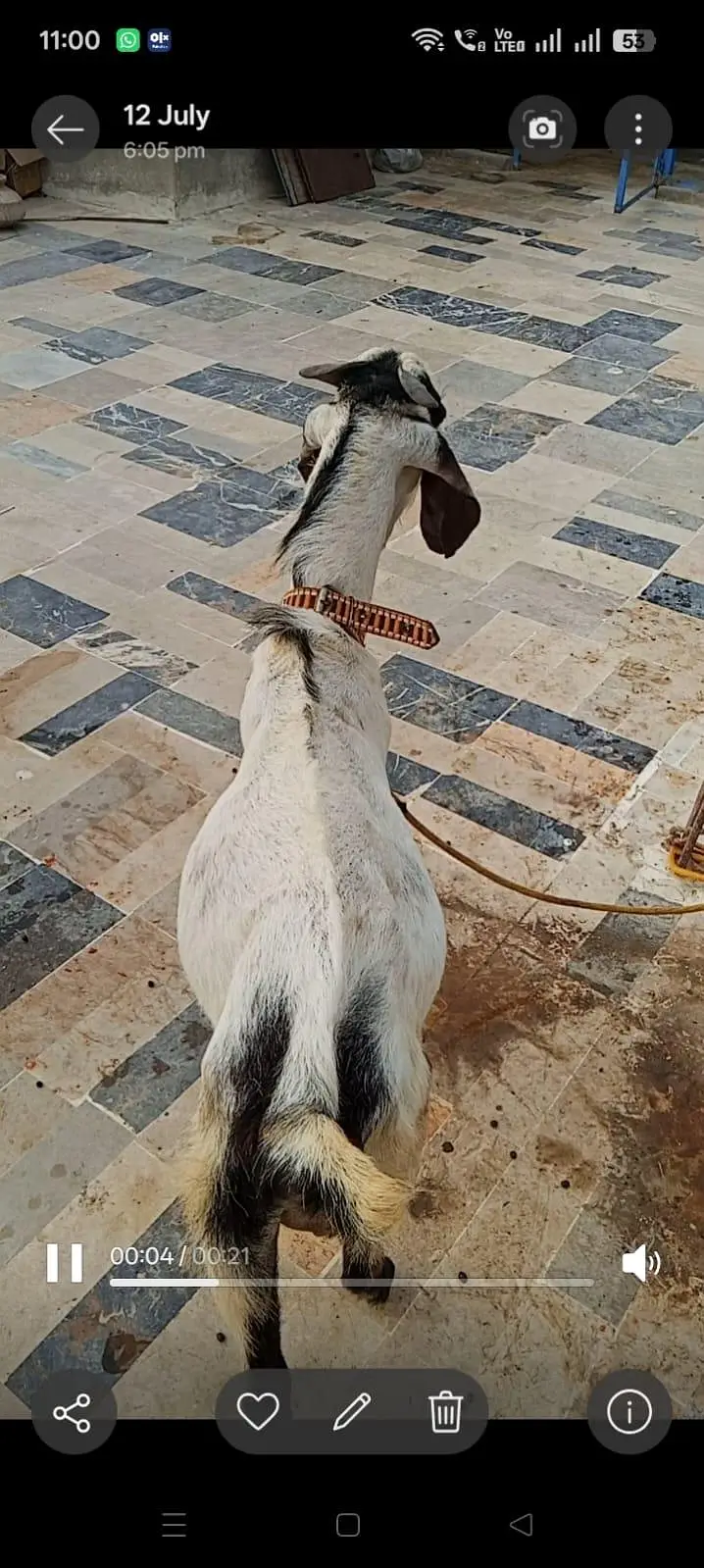 Ando Bakra For Urgent Sale — photo 7