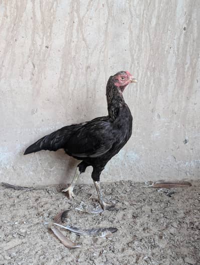 aseel breeder female