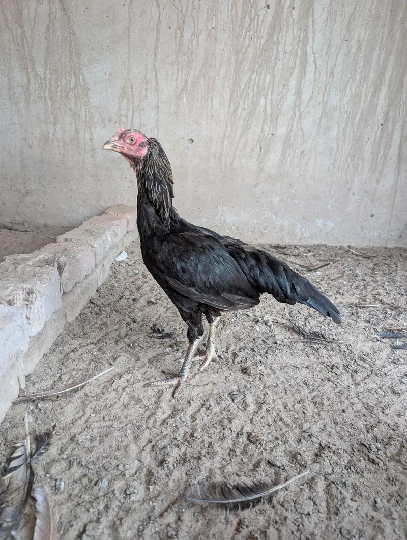 aseel breeder female — photo 2