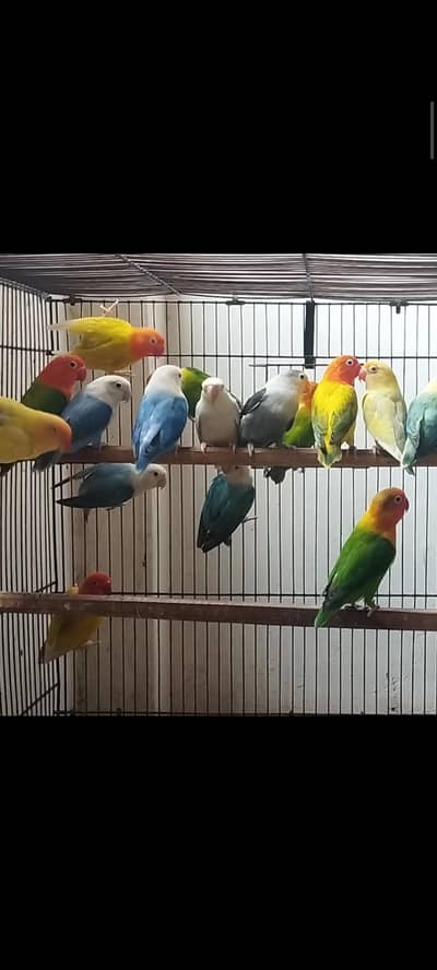 LOVE BIRDS FOR SALE