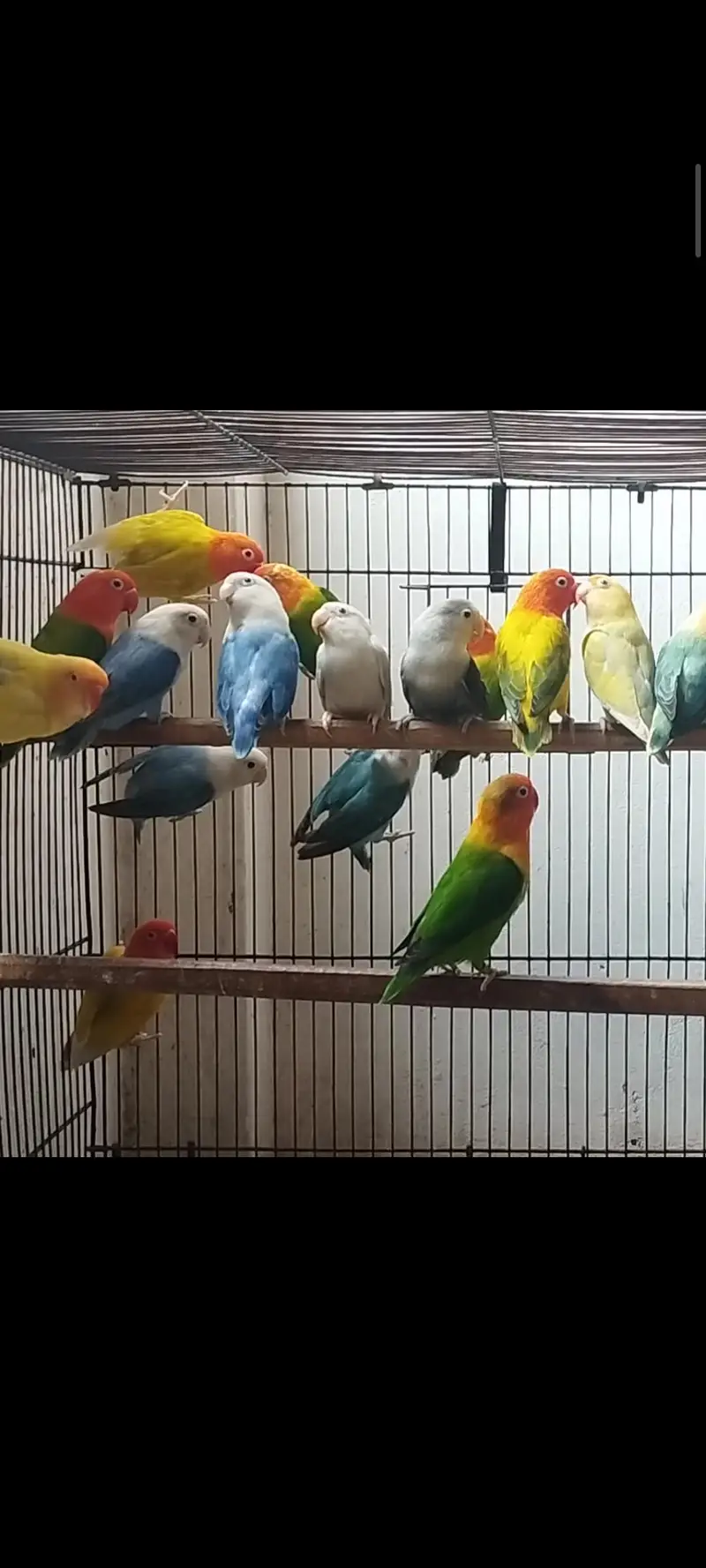 LOVE BIRDS FOR SALE — photo 2