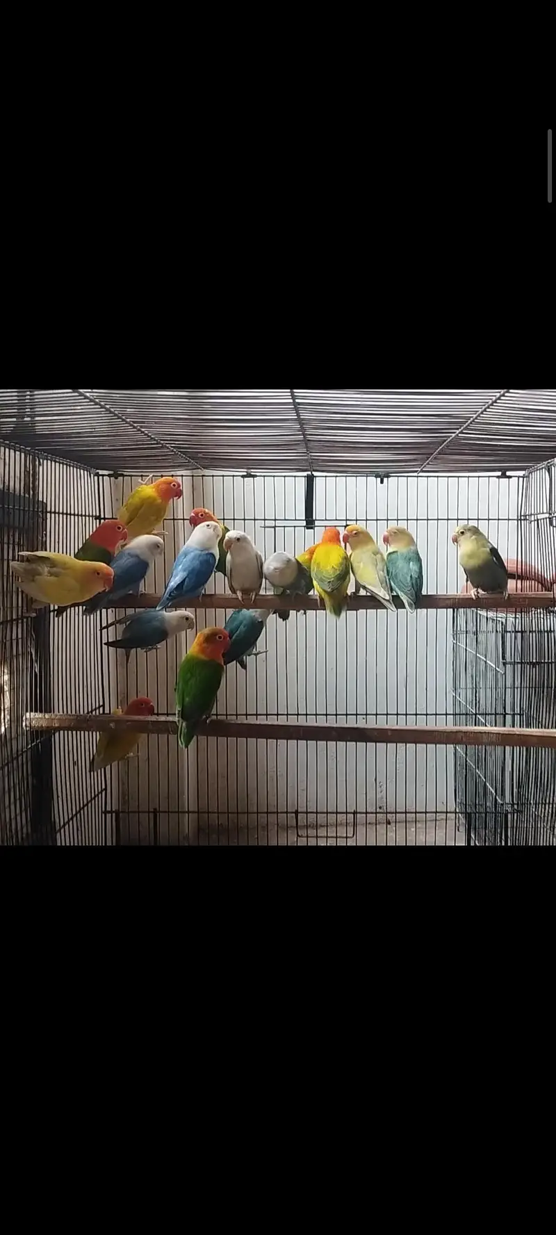 LOVE BIRDS FOR SALE — photo 3