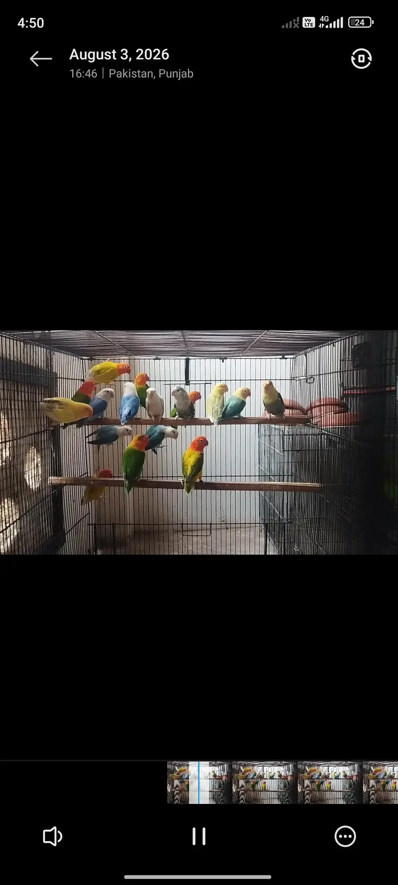 LOVE BIRDS FOR SALE — photo 4