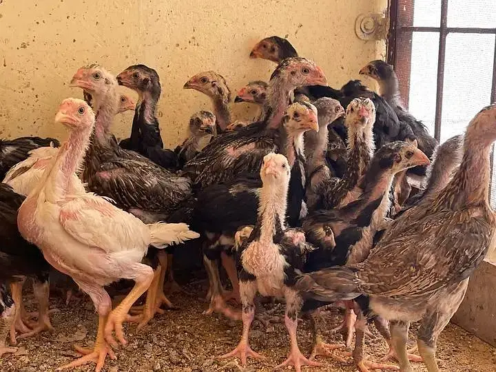 black white blue shamo chicks — photo 2