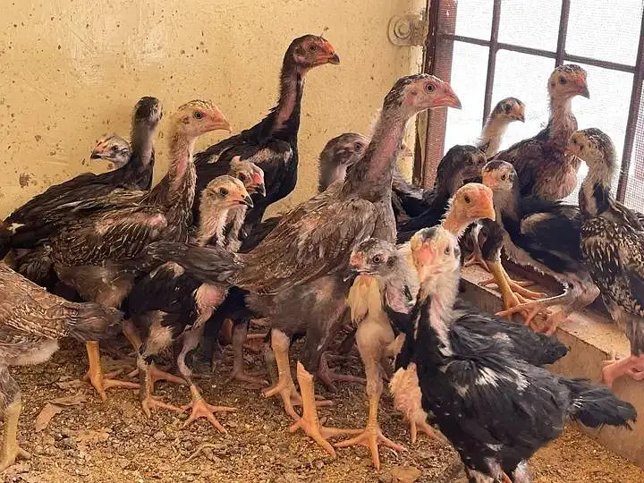 black white blue shamo chicks — photo 3