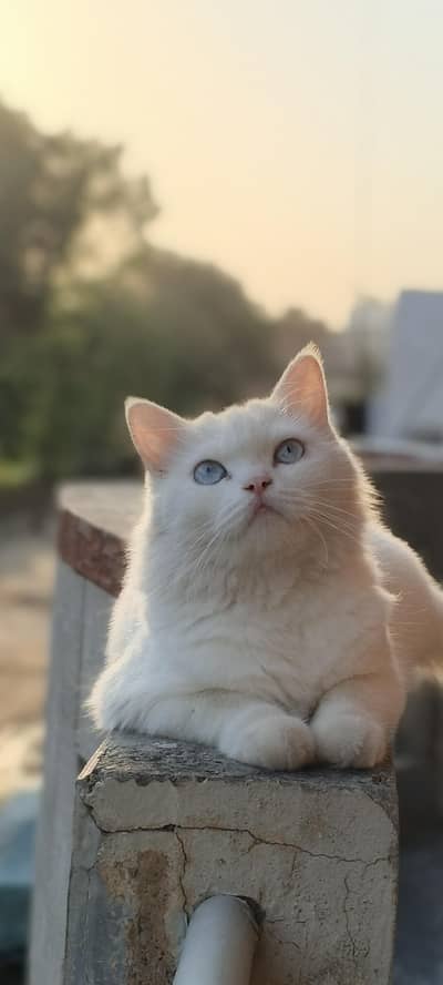 Persian white cat blue eyes