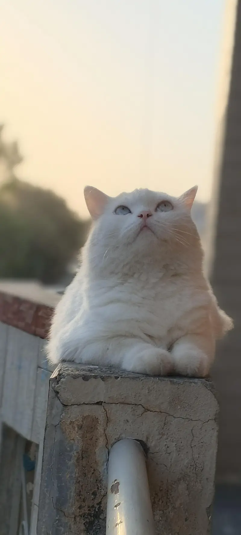 Persian white cat blue eyes — photo 2